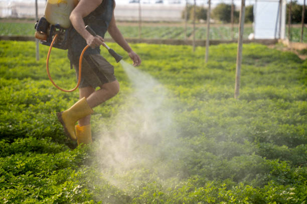 Best Wasp Removal Services  in Corsicana, TX