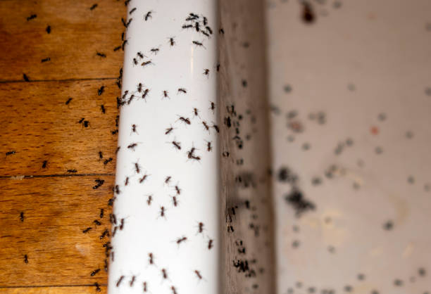 Best Affordable Pest Control Services  in Corsicana, TX